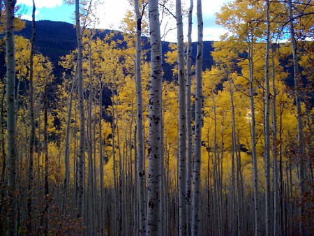 Aspen_2