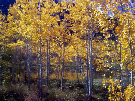 Aspen_41