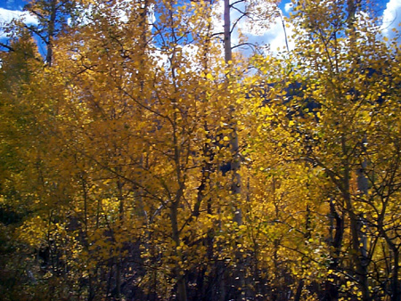 Aspen_45