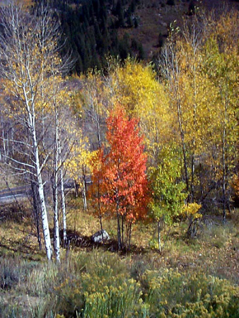 Aspen_7