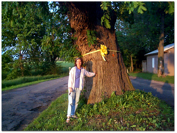 Catherine_Tree_in_Road